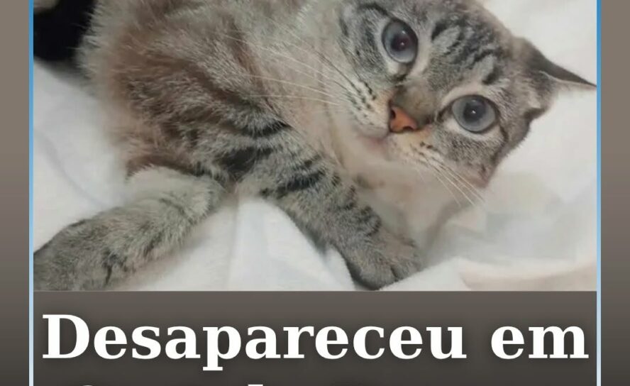 A Kyra está desaparecida desde a madrugada desta sexta-feira, em Castelo Branco.