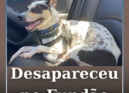 A Princesa é uma cadela de porte médio, meiga