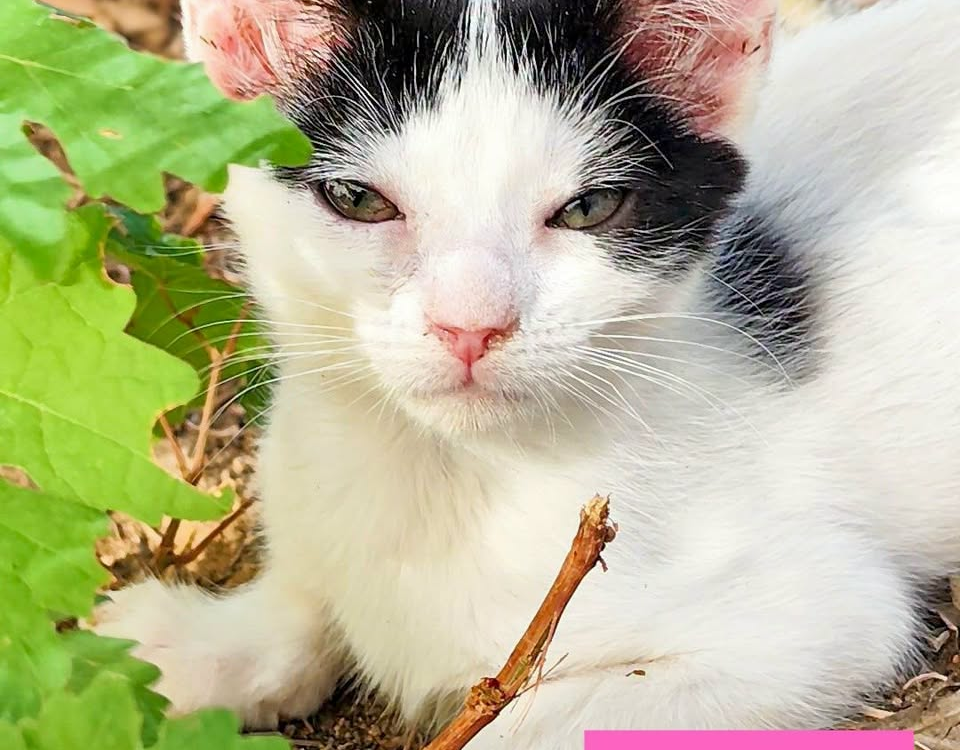 Cinco cães acolhidos pelo Município de Idanha-a-Nova estão disponíveis para adoç