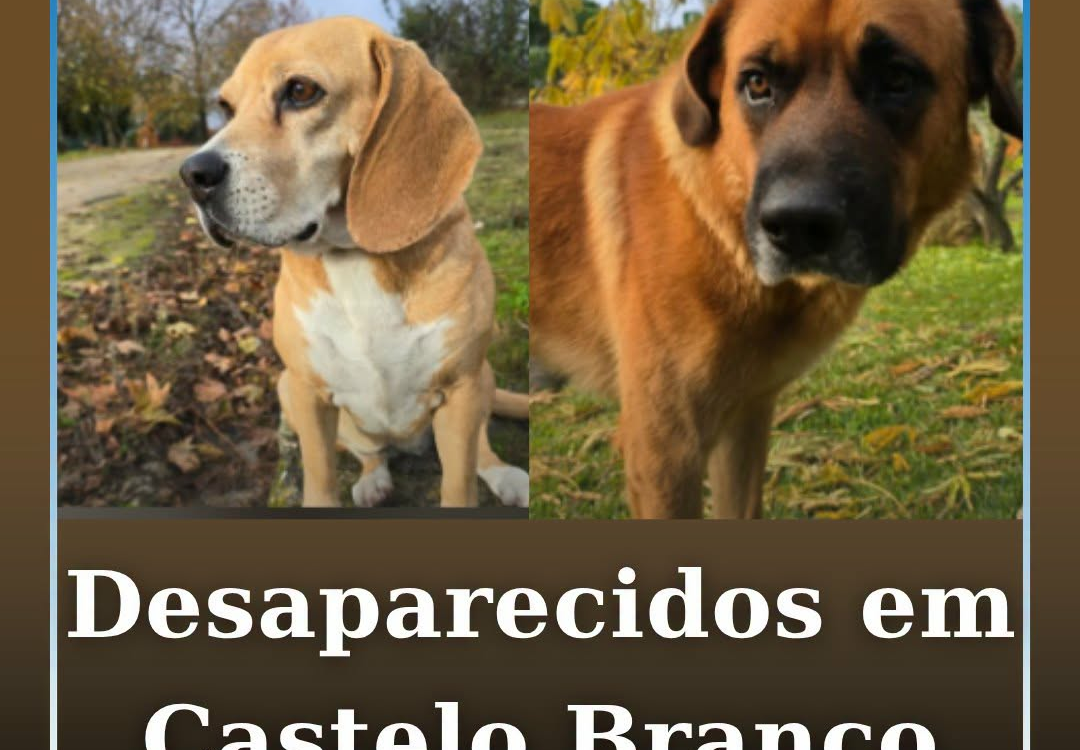 Dois cães desapareceram este domingo dia 29 de agosto, perto da zona de Cafede.