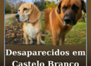 Dois cães desapareceram este domingo dia 29 de agosto, perto da zona de Cafede.