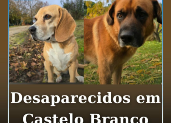 Dois cães desapareceram este domingo dia 29 de agosto, perto da zona de Cafede.