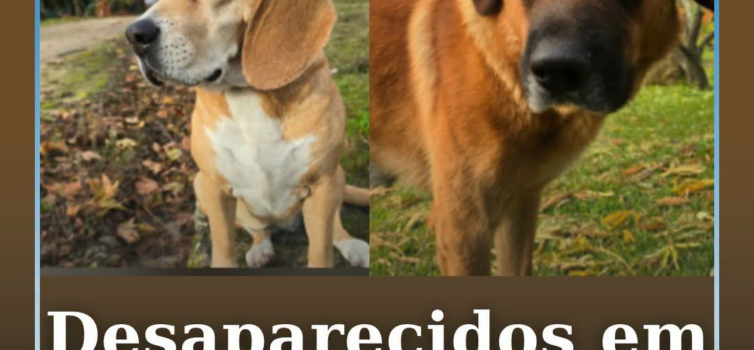 Dois cães desapareceram este domingo dia 29 de agosto, perto da zona de Cafede.