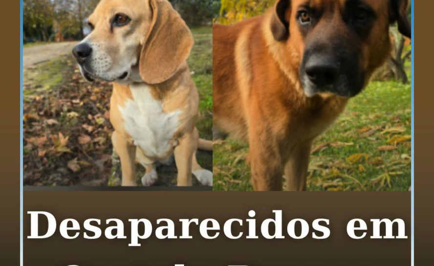 Dois cães desapareceram este domingo dia 29 de agosto, perto da zona de Cafede.