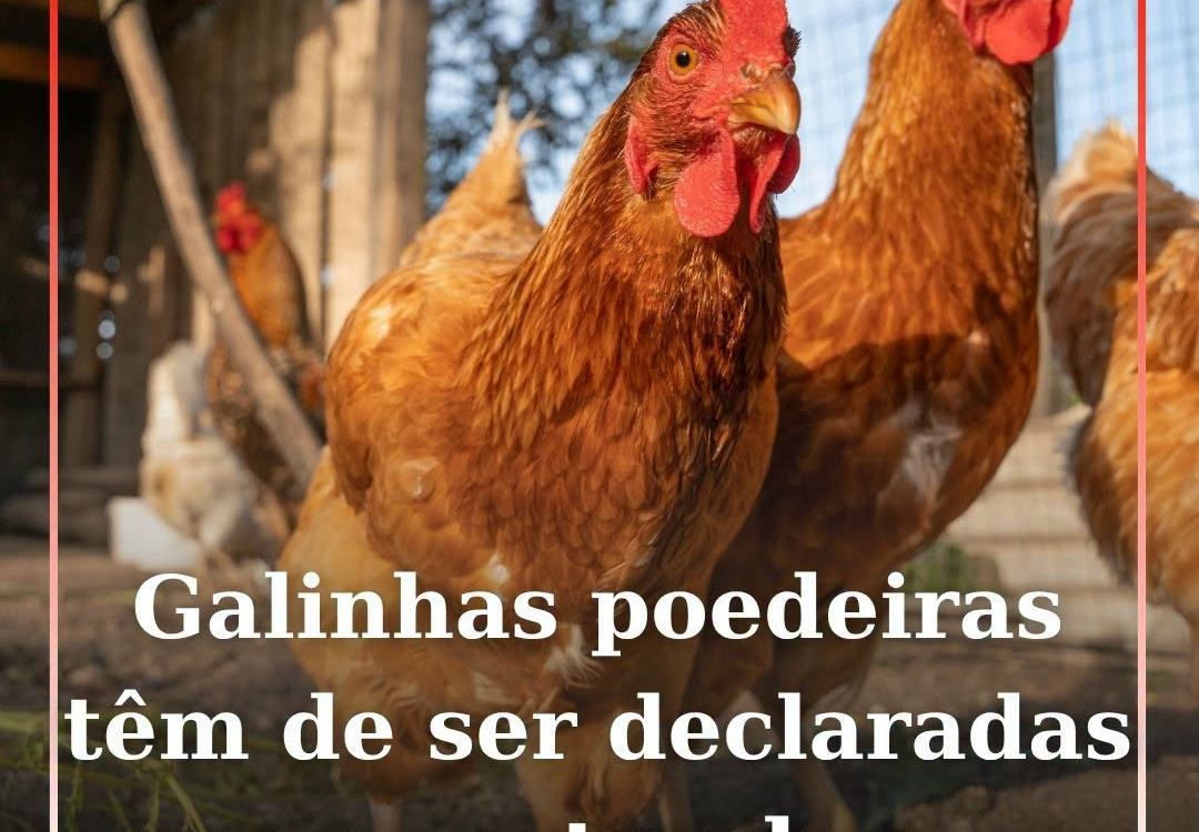 Galinhas poedeiras têm de ser declaradas