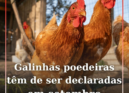Galinhas poedeiras têm de ser declaradas