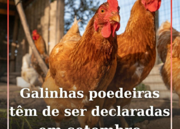 Galinhas poedeiras têm de ser declaradas
