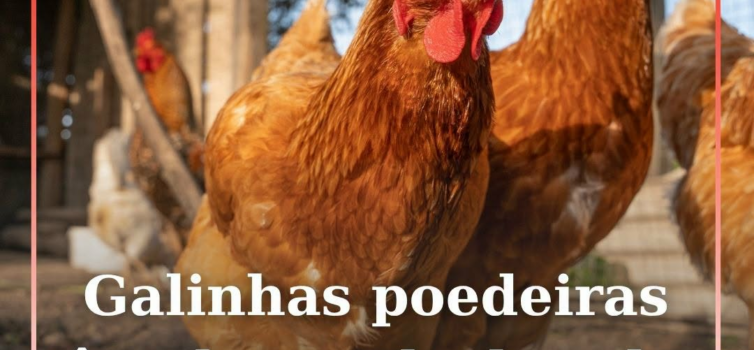 Galinhas poedeiras têm de ser declaradas