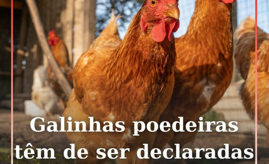 Galinhas poedeiras têm de ser declaradas