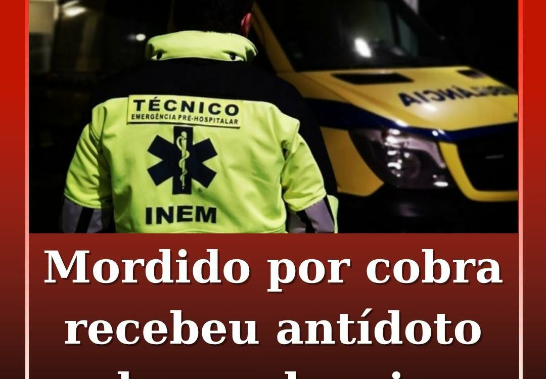 Homem mordido por cobra em Abrantes recebeu antídoto no hospital