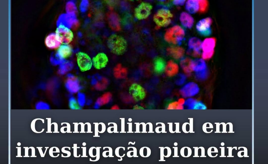Investigadores da Champalimaud integram estudo internacional sobre cancro
