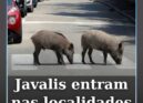 O município de Mação emitiu um aviso à população devido ao aumento da presença d