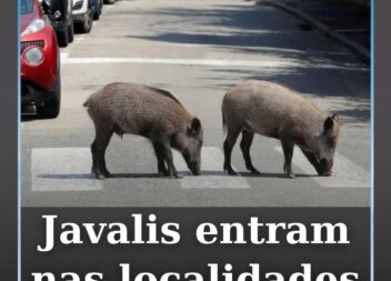 O município de Mação emitiu um aviso à população devido ao aumento da presença d