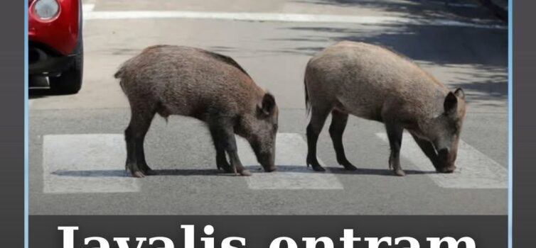 O município de Mação emitiu um aviso à população devido ao aumento da presença d