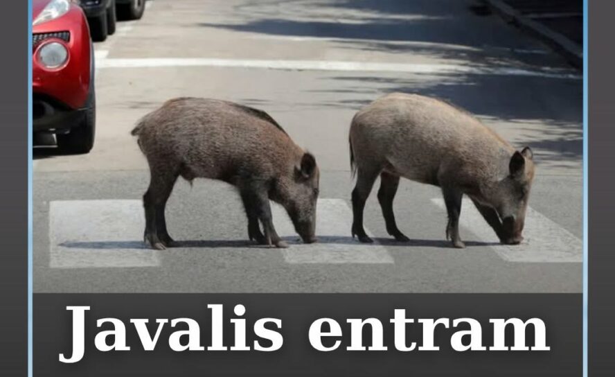 O município de Mação emitiu um aviso à população devido ao aumento da presença d