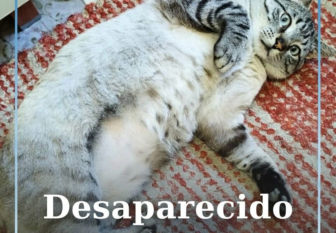 Um gato macho está desaparecido em Castelo Branco