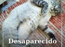 Um gato macho está desaparecido em Castelo Branco
