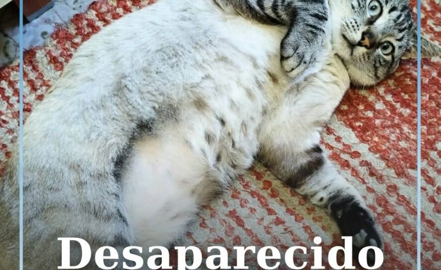 Um gato macho está desaparecido em Castelo Branco