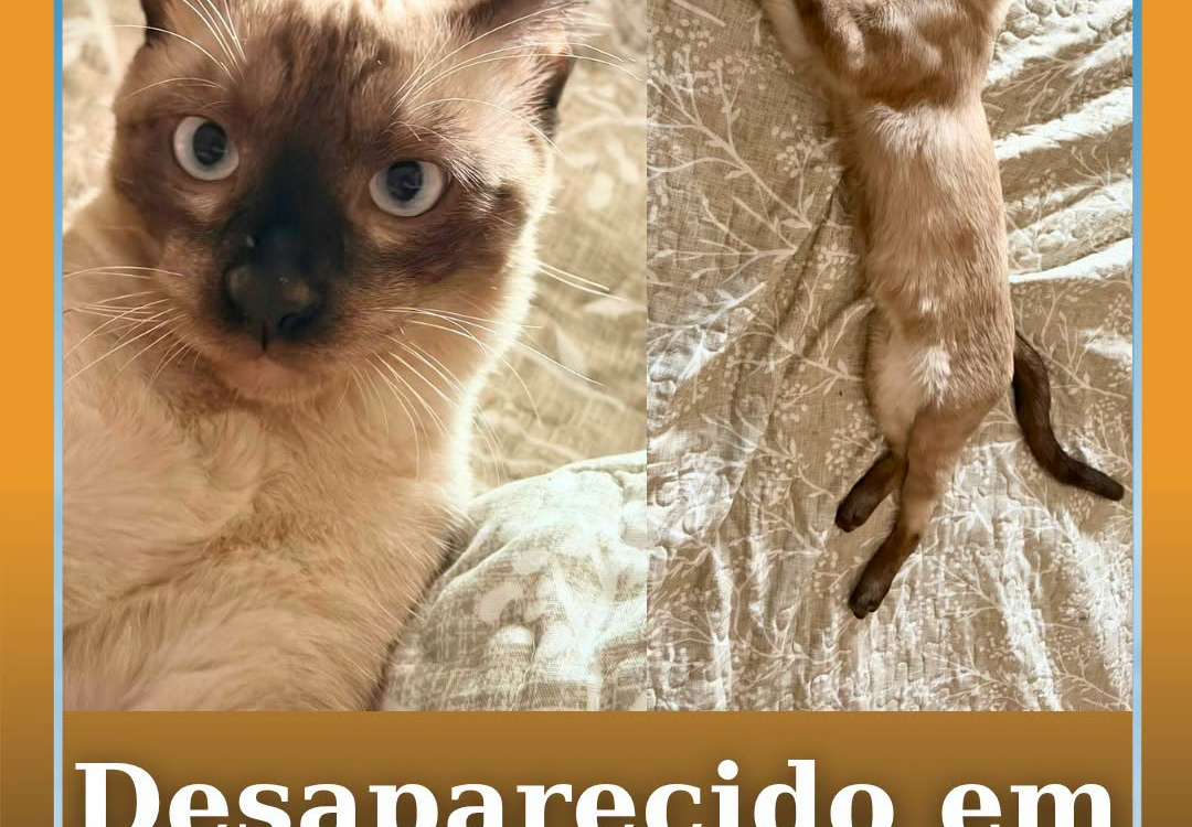 Um gato siamês de seis meses, chamado Cocas