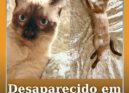Um gato siamês de seis meses, chamado Cocas
