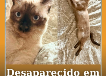 Um gato siamês de seis meses, chamado Cocas