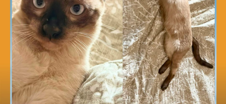 Um gato siamês de seis meses, chamado Cocas