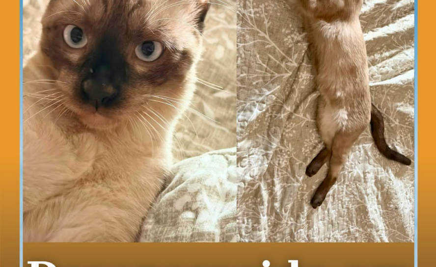Um gato siamês de seis meses, chamado Cocas