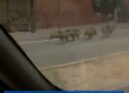 Um grupo de javalis foi avistado a correr na estrada junto ao Parque do Barrocal