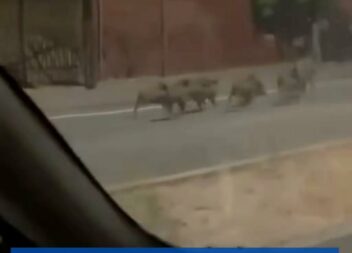 Um grupo de javalis foi avistado a correr na estrada junto ao Parque do Barrocal