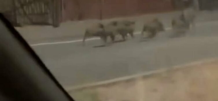 Um grupo de javalis foi avistado a correr na estrada junto ao Parque do Barrocal