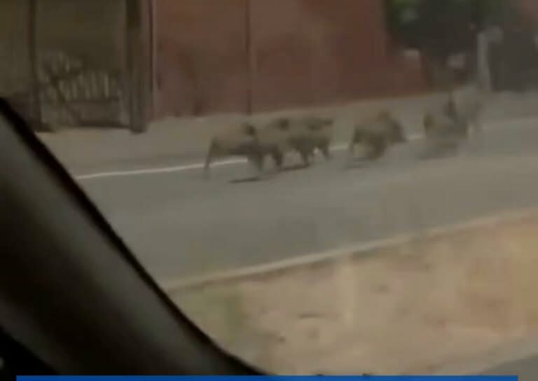 Um grupo de javalis foi avistado a correr na estrada junto ao Parque do Barrocal