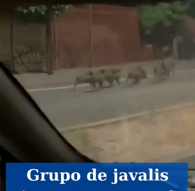 Um grupo de javalis foi avistado a correr na estrada junto ao Parque do Barrocal