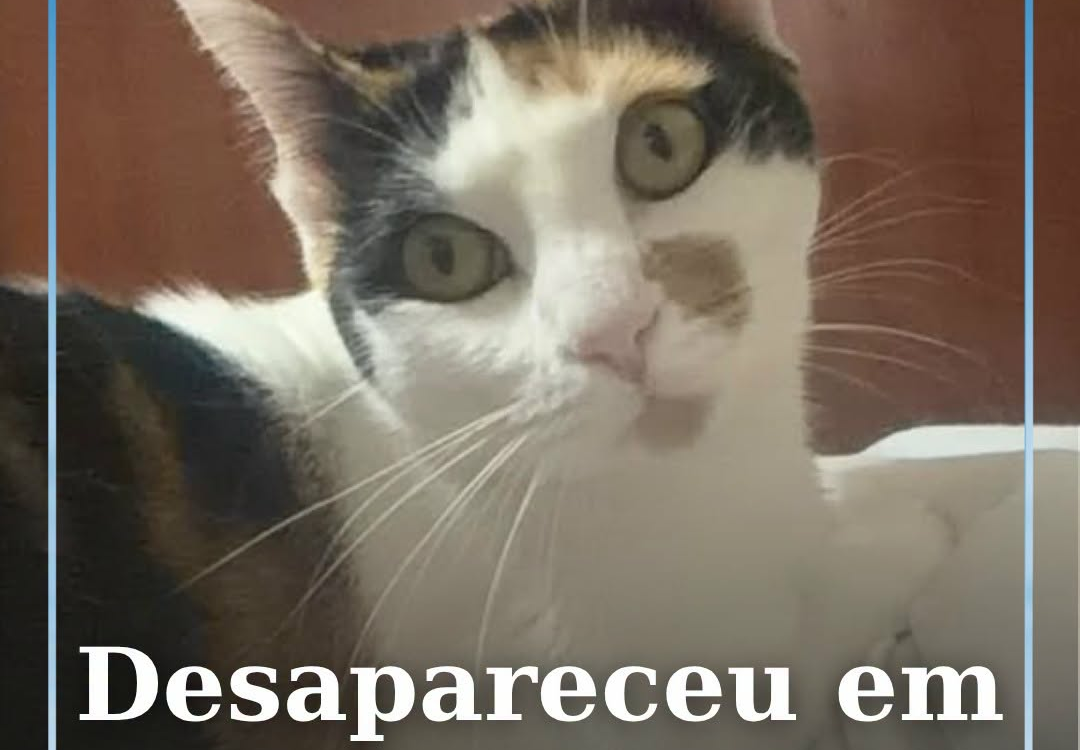 A Dora está desaparecida na zona da Rua Pires Marques, em Castelo Branco.