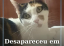 A Dora está desaparecida na zona da Rua Pires Marques, em Castelo Branco.