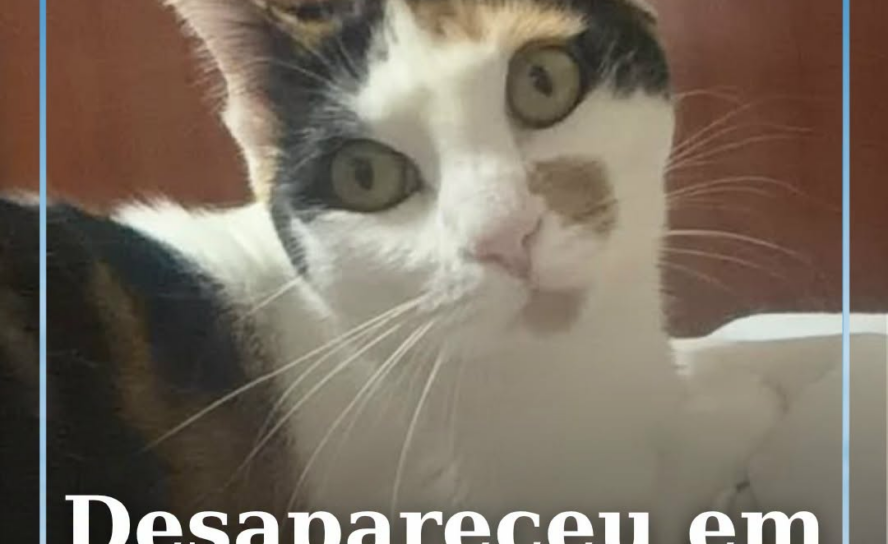 A Dora está desaparecida na zona da Rua Pires Marques, em Castelo Branco.