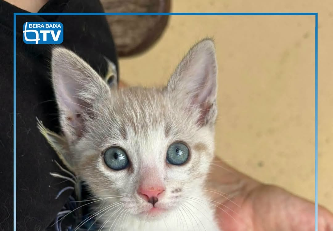 A Flea procura uma família responsável que a possa adotar. O animal encontra-se