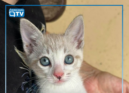 A Flea procura uma família responsável que a possa adotar. O animal encontra-se