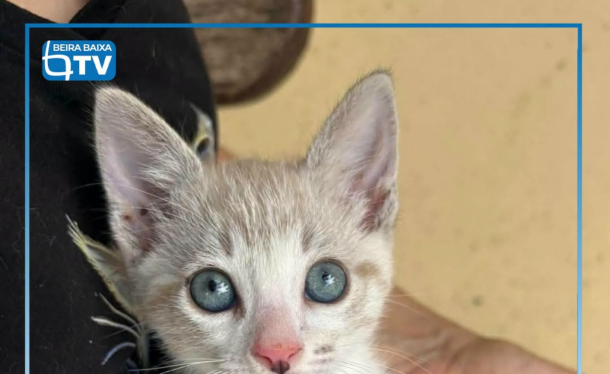 A Flea procura uma família responsável que a possa adotar. O animal encontra-se