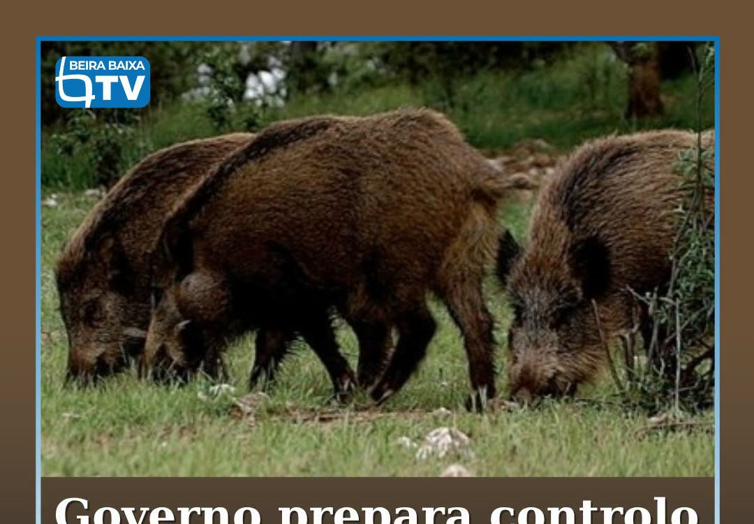 O Governo vai avançar, durante a época de caça de outubro