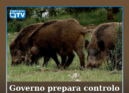O Governo vai avançar, durante a época de caça de outubro