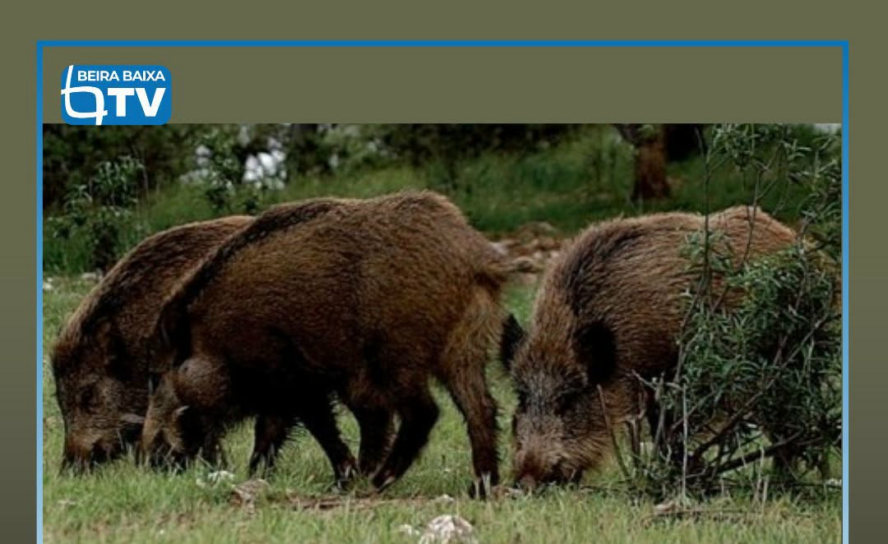 O Ministério da Agricultura e Mar está a preparar um projeto-piloto que prevê o