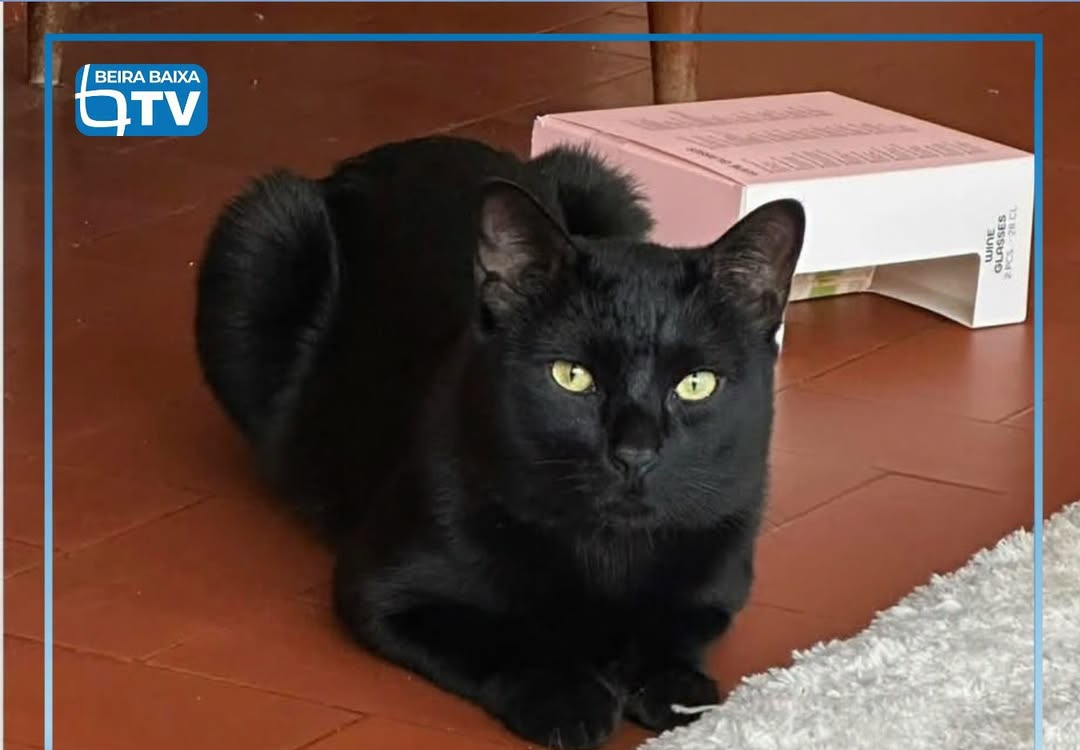 O Xavier, um gato macho de dois anos e meio