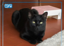 O Xavier, um gato macho de dois anos e meio