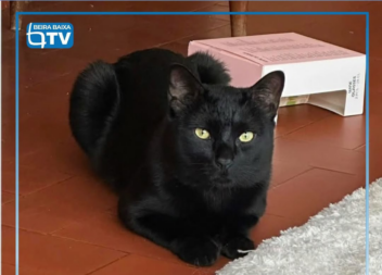 O Xavier, um gato macho de dois anos e meio