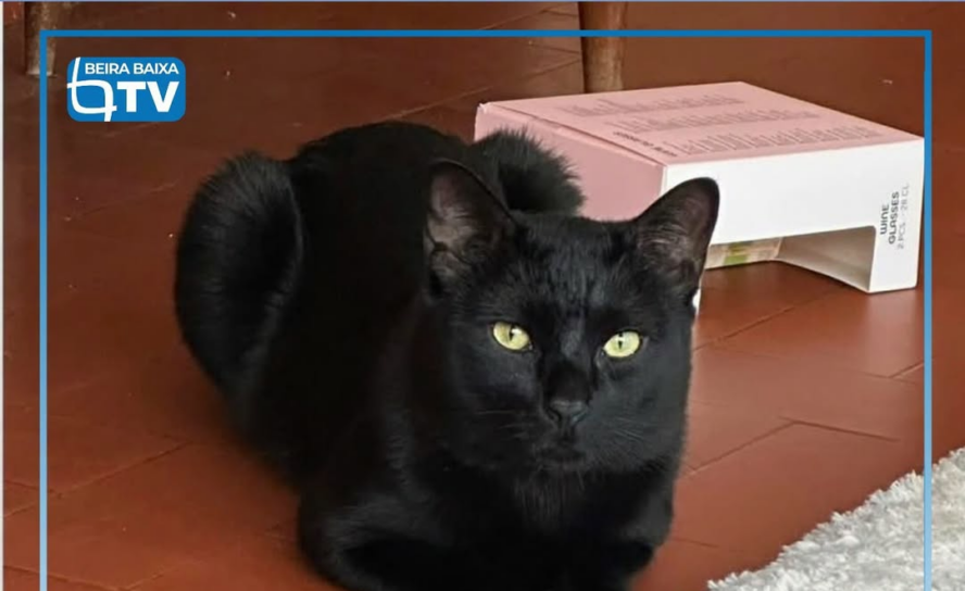 O Xavier, um gato macho de dois anos e meio