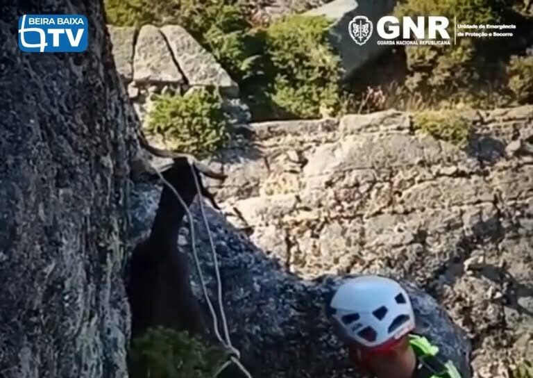 O alerta para o resgate de um caprino na montanha da Serra da Estrela foi dado s