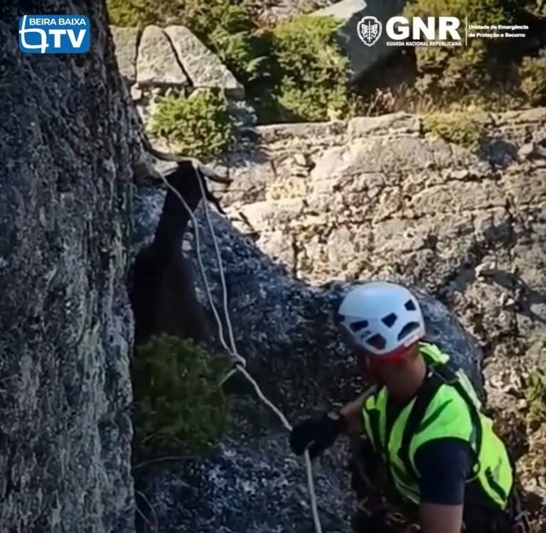 O alerta para o resgate de um caprino na montanha da Serra da Estrela foi dado s