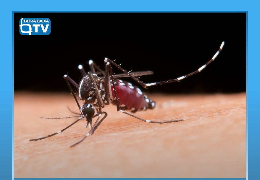 O mosquito da espécie Aedes albopictus, conhecido como mosquito-tigre-asiático,
