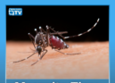 O mosquito da espécie Aedes albopictus, conhecido como mosquito-tigre-asiático,