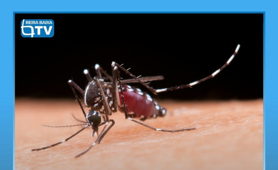 O mosquito da espécie Aedes albopictus, conhecido como mosquito-tigre-asiático,